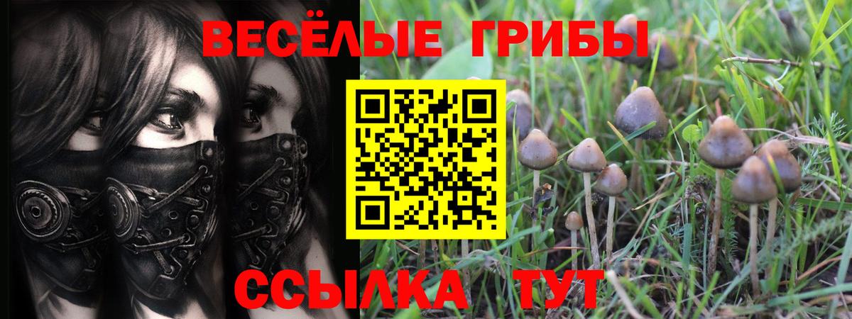 Псилоцибиновые грибы Psilocybe Каменск-Шахтинский